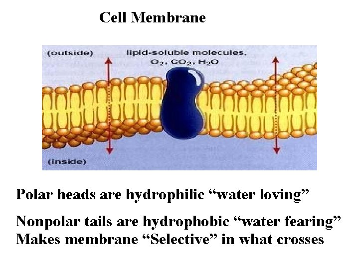 Cell Membrane Polar heads are hydrophilic “water loving” Nonpolar tails are hydrophobic “water fearing”