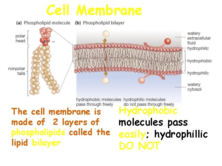 Cell Membrane The cell membrane is made of 2 layers of phospholipids called the