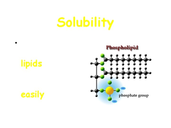 Solubility • Materials that are soluble in lipids can pass through the cell membrane