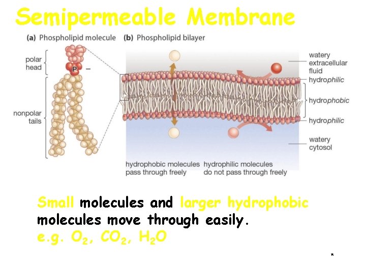 Semipermeable Membrane Small molecules and larger hydrophobic molecules move through easily. e. g. O