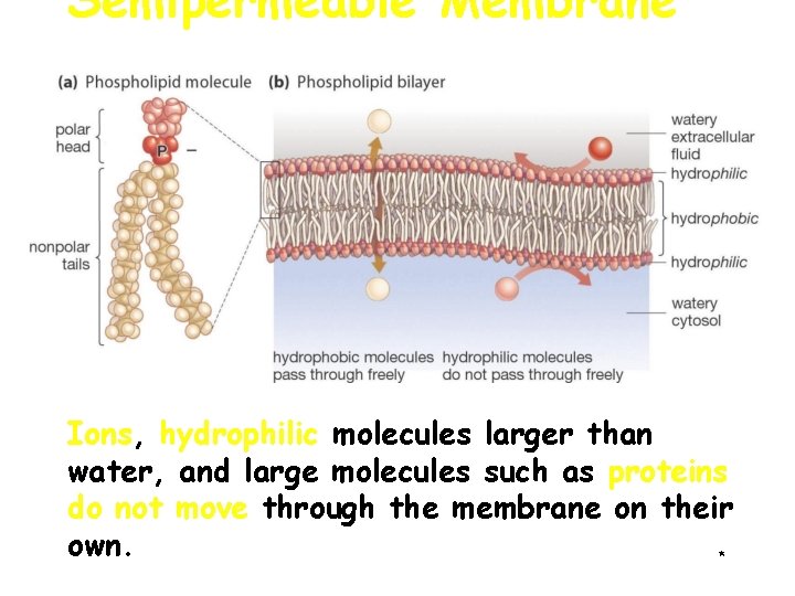 Semipermeable Membrane Ions, hydrophilic molecules larger than water, and large molecules such as proteins