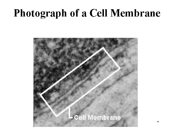 Photograph of a Cell Membrane * 
