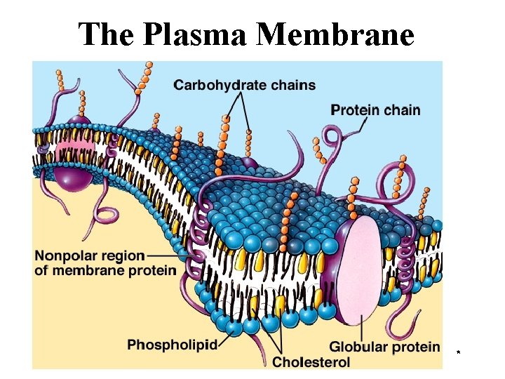 The Plasma Membrane * 