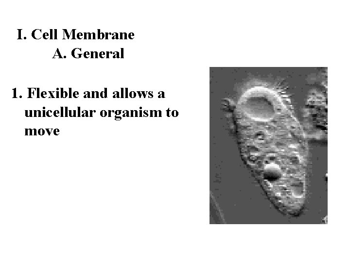 I. Cell Membrane A. General 1. Flexible and allows a unicellular organism to move