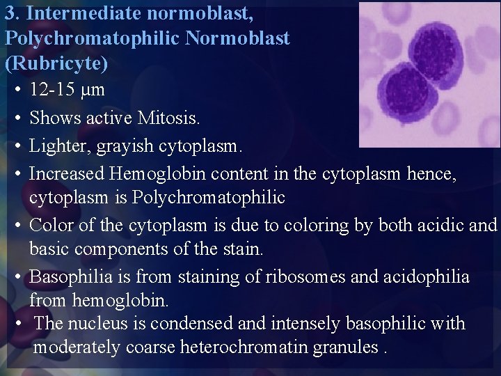 3. Intermediate normoblast, Polychromatophilic Normoblast (Rubricyte) • • 12 -15 µm Shows active Mitosis.