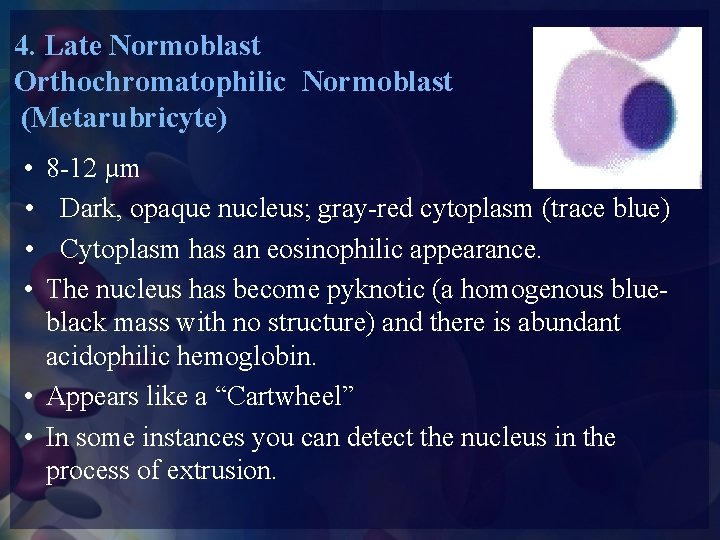 4. Late Normoblast Orthochromatophilic Normoblast (Metarubricyte) • • 8 -12 µm Dark, opaque nucleus;