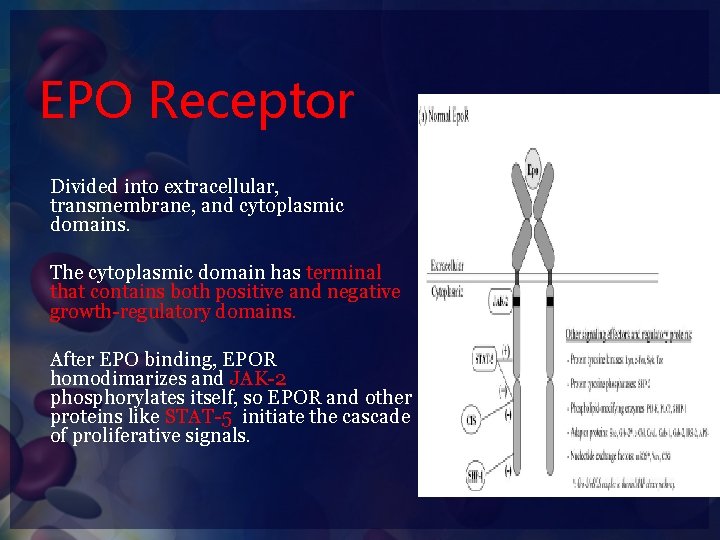 EPO Receptor Divided into extracellular, transmembrane, and cytoplasmic domains. The cytoplasmic domain has terminal