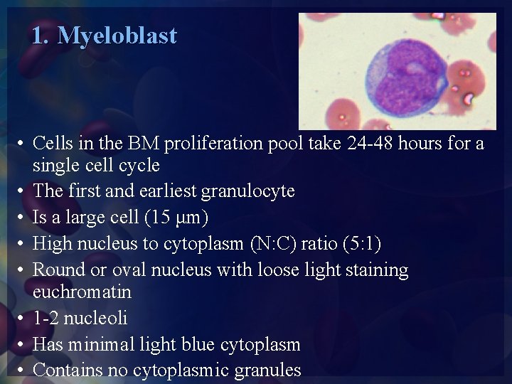 1. Myeloblast • Cells in the BM proliferation pool take 24 -48 hours for