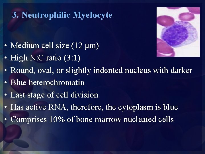 3. Neutrophilic Myelocyte • • Medium cell size (12 μm) High N: C ratio