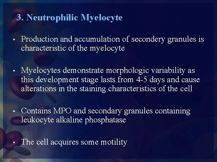 3. Neutrophilic Myelocyte • Production and accumulation of secondery granules is characteristic of the