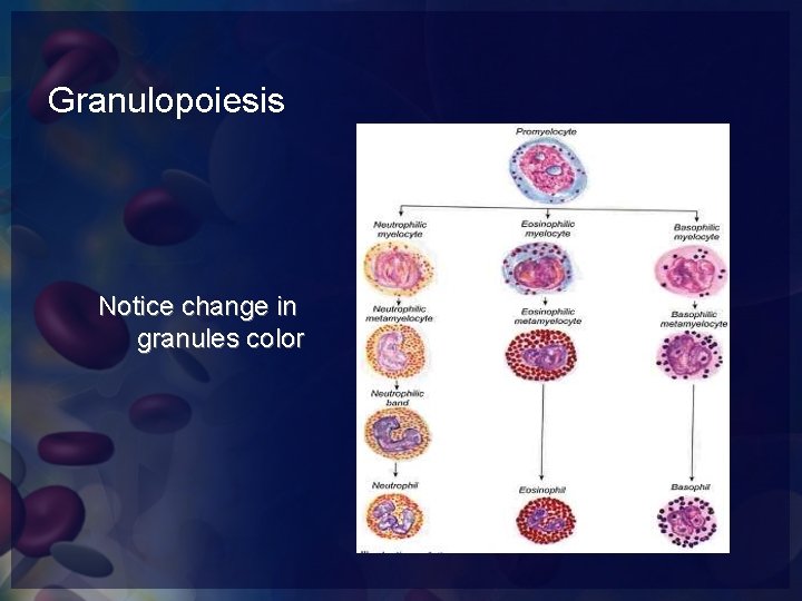 Granulopoiesis Notice change in granules color 