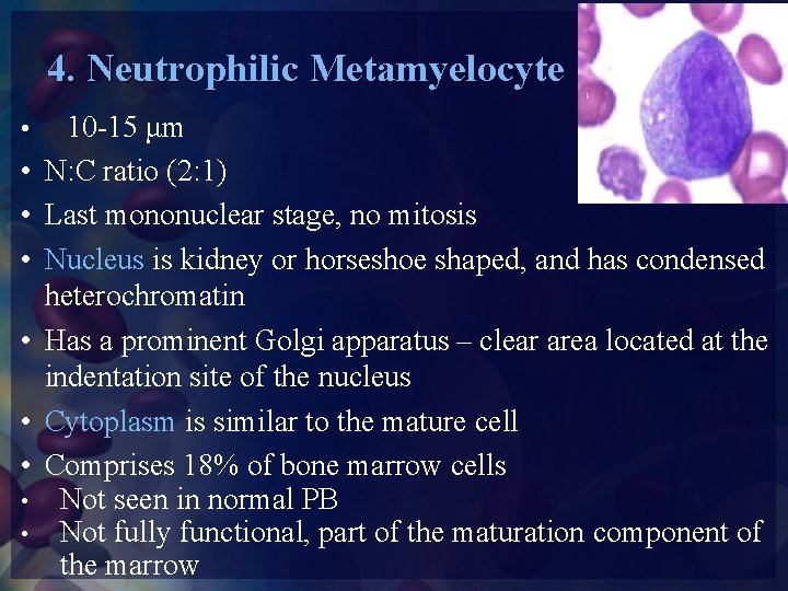 4. Neutrophilic Metamyelocyte • 10 -15 μm • N: C ratio (2: 1) •