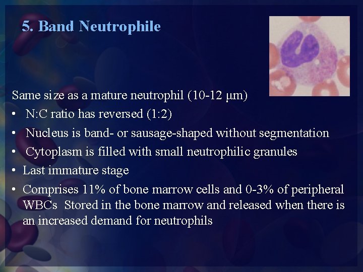 5. Band Neutrophile Same size as a mature neutrophil (10 -12 μm) • N: