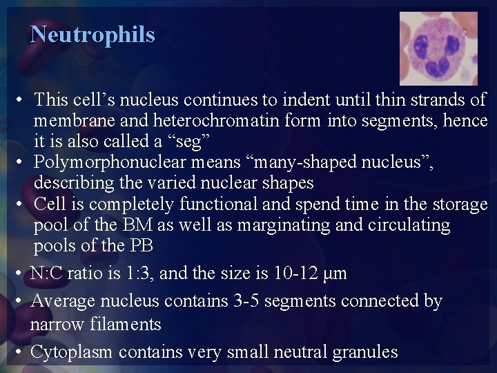 Neutrophils • This cell’s nucleus continues to indent until thin strands of membrane and