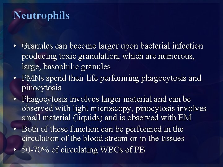 Neutrophils • Granules can become larger upon bacterial infection producing toxic granulation, which are