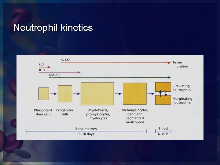 Neutrophil kinetics 