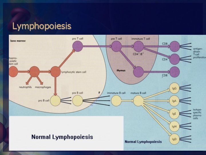 Lymphopoiesis 