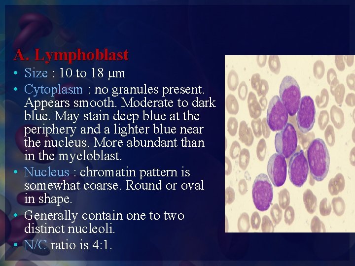 A. Lymphoblast • Size : 10 to 18 µm • Cytoplasm : no granules