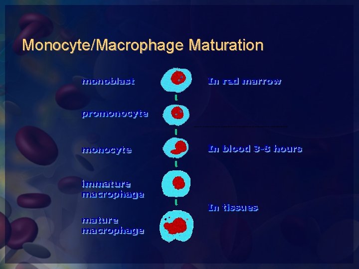 Monocyte/Macrophage Maturation 