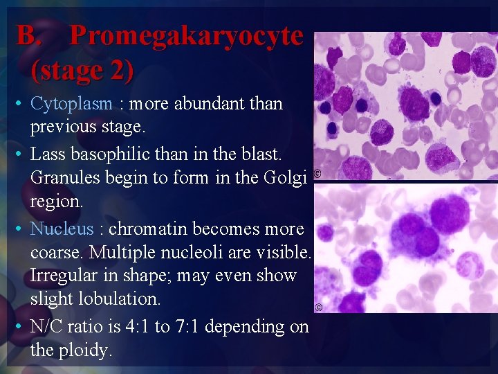 B. Promegakaryocyte (stage 2) • Cytoplasm : more abundant than previous stage. • Lass