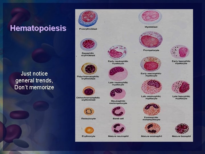 Hematopoiesis Just notice general trends, Don’t memorize 