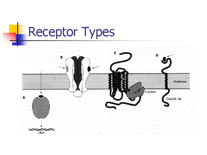 Receptor Types 