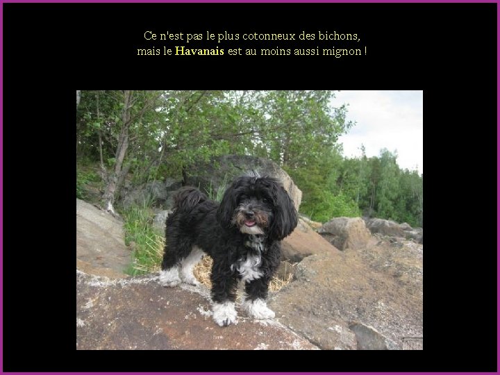 Ce n'est pas le plus cotonneux des bichons, mais le Havanais est au moins Ce n'est pas le plus cotonneux des bichons, mais le Havanais est au moins