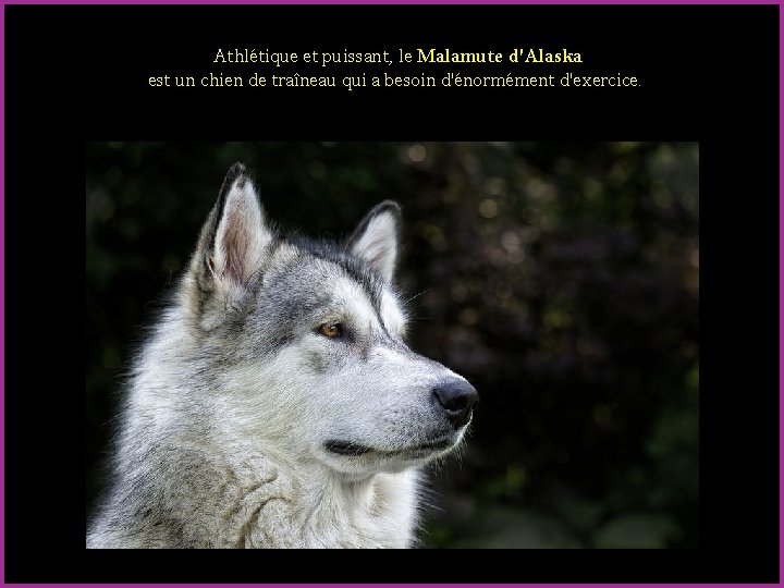 Athlétique et puissant, le Malamute d'Alaska est un chien de traîneau qui a besoin