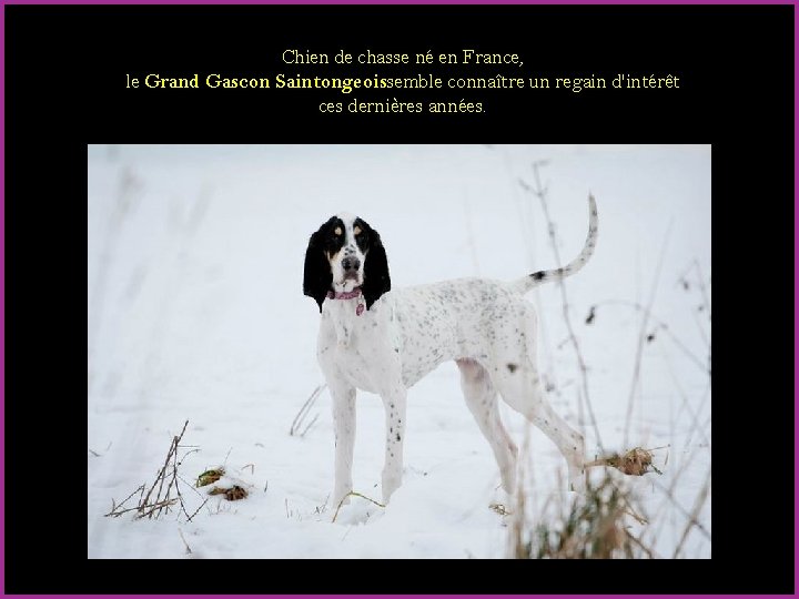 Chien de chasse né en France, le Grand Gascon Saintongeoissemble connaître un regain d'intérêt