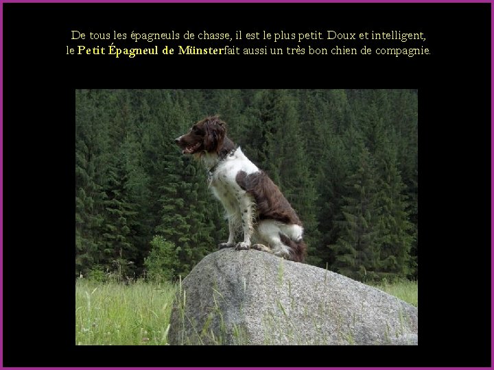 De tous les épagneuls de chasse, il est le plus petit. Doux et intelligent,