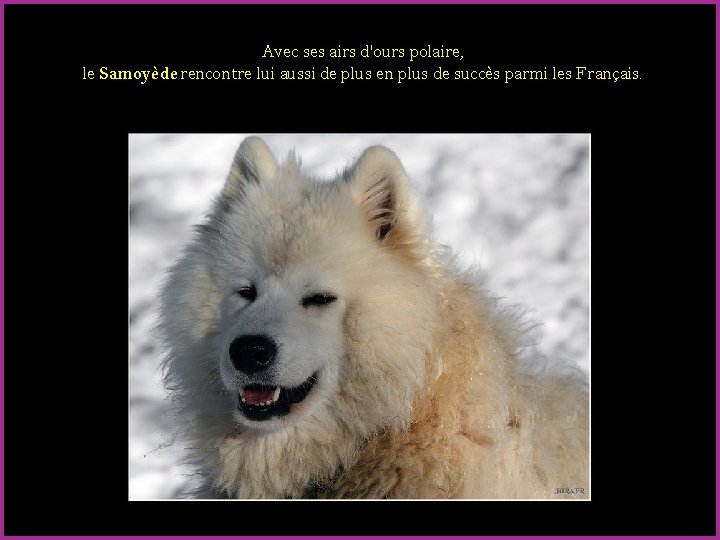 Avec ses airs d'ours polaire, le Samoyède rencontre lui aussi de plus en plus