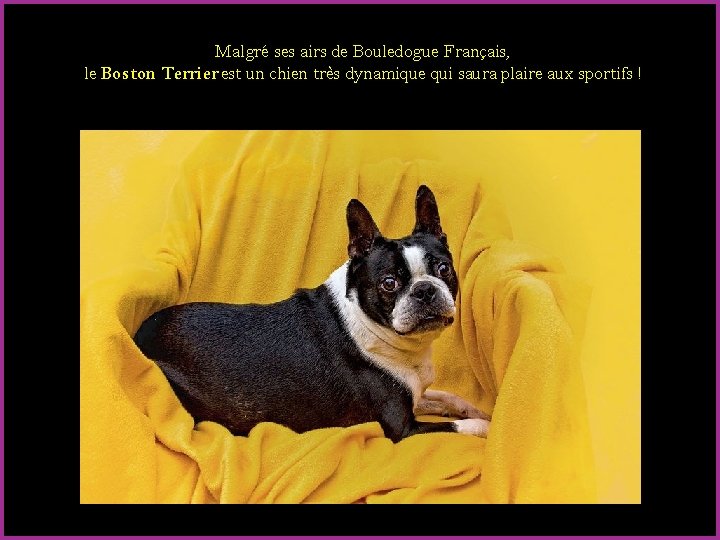 Malgré ses airs de Bouledogue Français, le Boston Terrier est un chien très dynamique