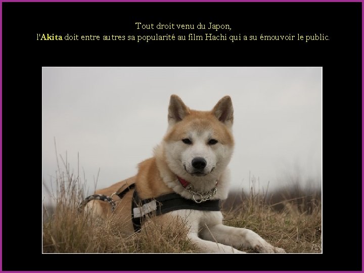 Tout droit venu du Japon, l'Akita doit entre autres sa popularité au film Hachi