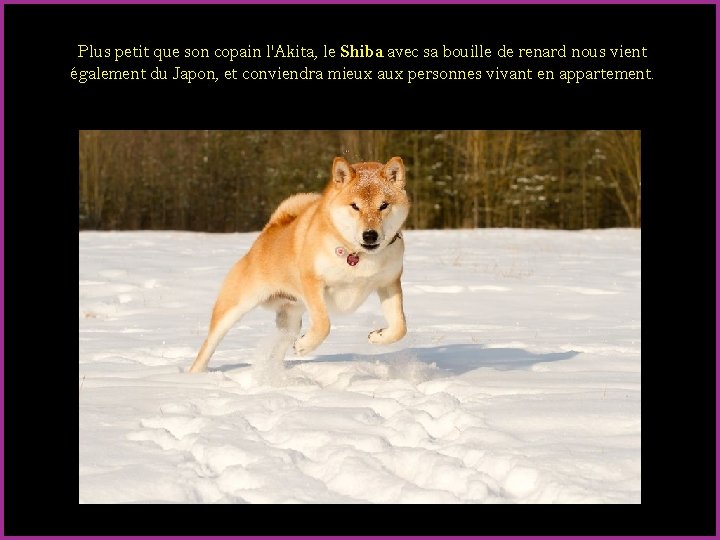 Plus petit que son copain l'Akita, le Shiba avec sa bouille de renard nous