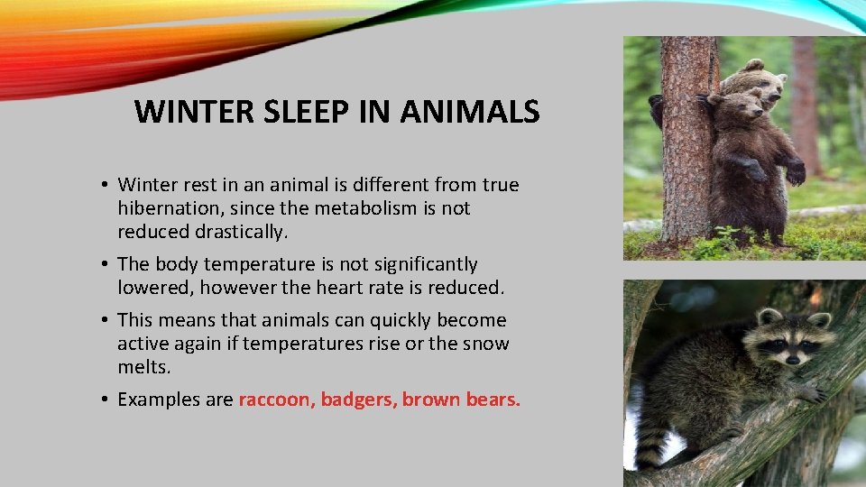 WINTER SLEEP IN ANIMALS • Winter rest in an animal is different from true