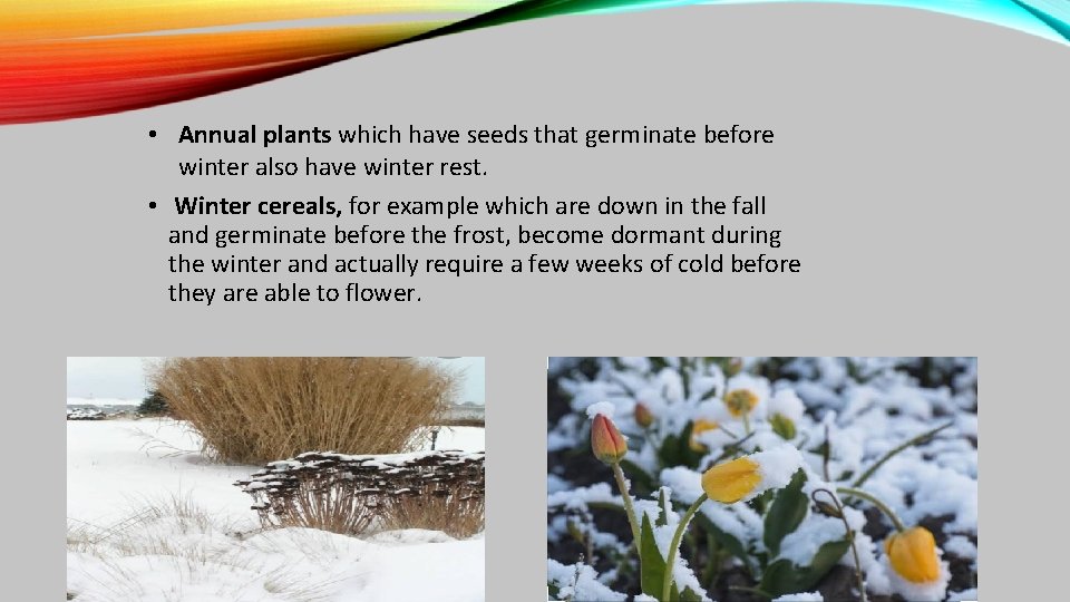  • Annual plants which have seeds that germinate before winter also have winter