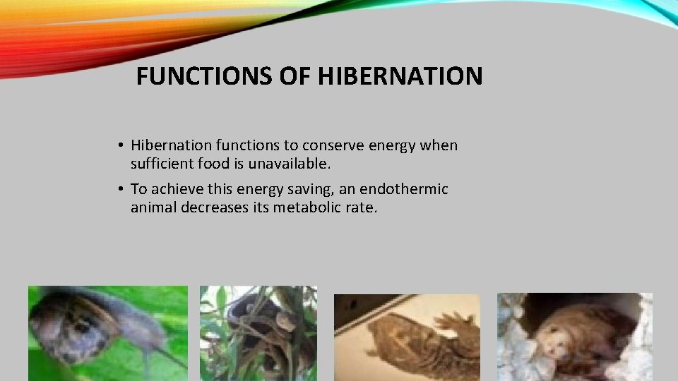 FUNCTIONS OF HIBERNATION • Hibernation functions to conserve energy when sufficient food is unavailable.