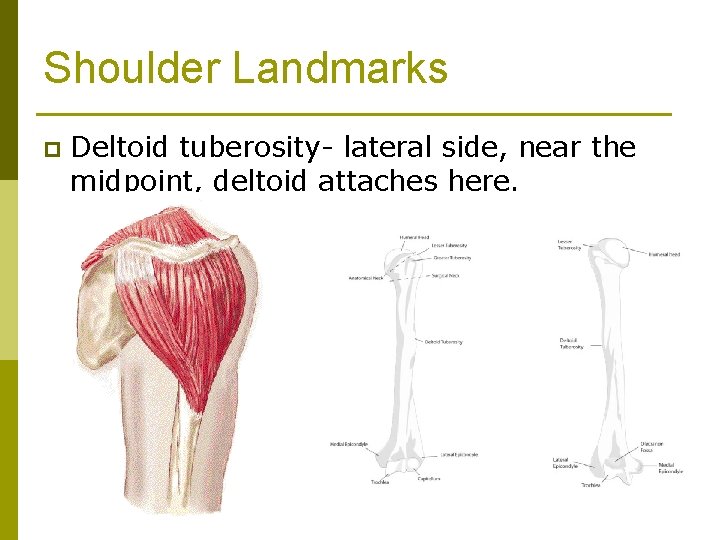 Shoulder Landmarks p Deltoid tuberosity- lateral side, near the midpoint, deltoid attaches here. 