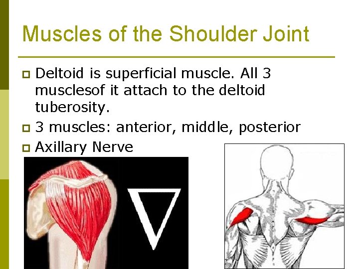 Muscles of the Shoulder Joint Deltoid is superficial muscle. All 3 musclesof it attach