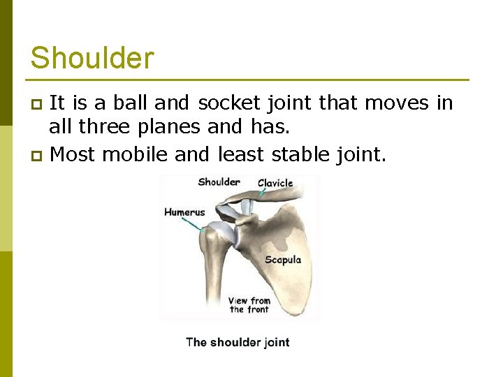 Shoulder It is a ball and socket joint that moves in all three planes