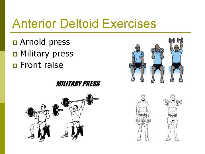 Anterior Deltoid Exercises Arnold press p Military press p Front raise p 