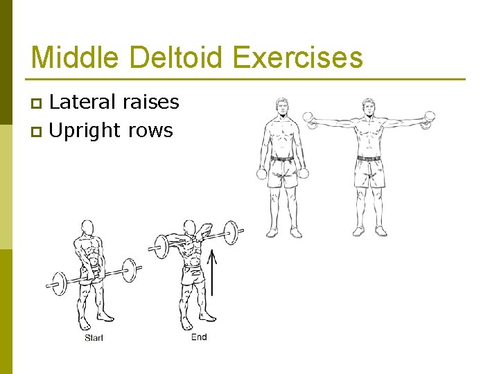 Middle Deltoid Exercises Lateral raises p Upright rows p 