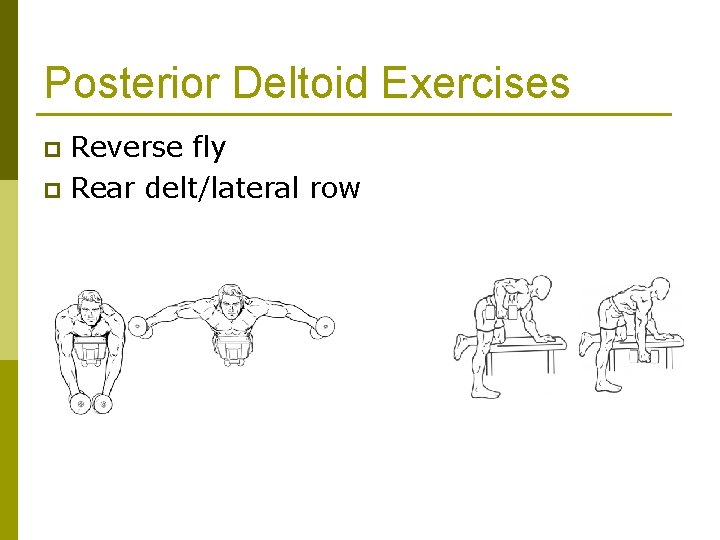 Posterior Deltoid Exercises Reverse fly p Rear delt/lateral row p 