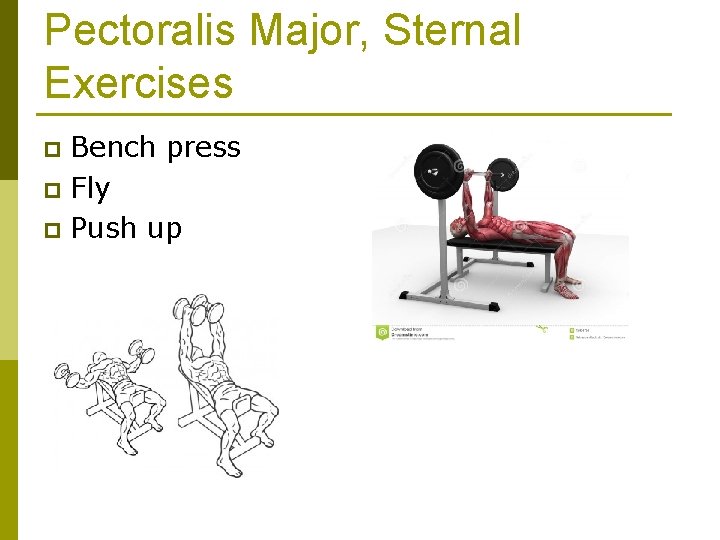 Pectoralis Major, Sternal Exercises Bench press p Fly p Push up p 