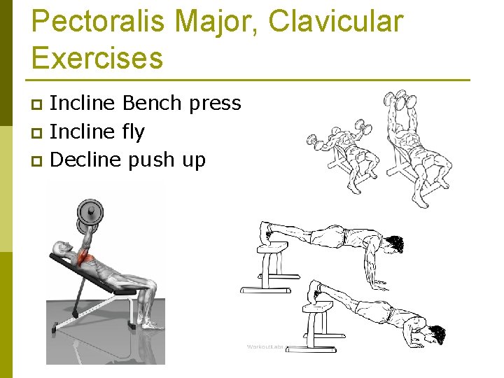 Pectoralis Major, Clavicular Exercises Incline Bench press p Incline fly p Decline push up
