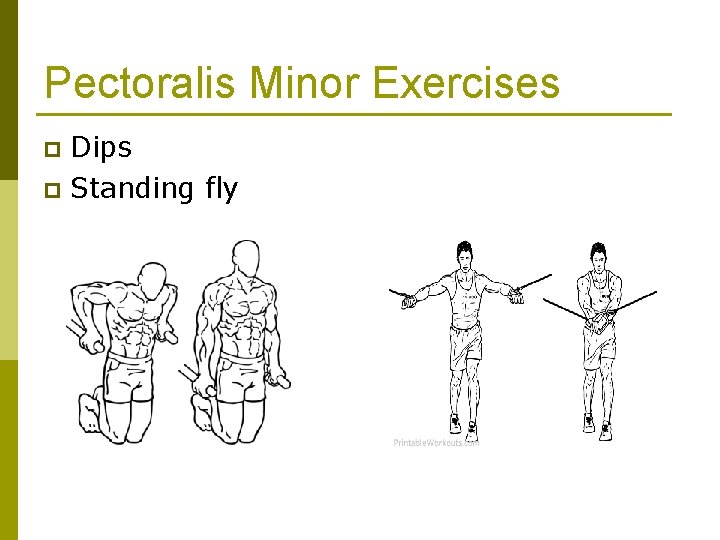 Pectoralis Minor Exercises Dips p Standing fly p 