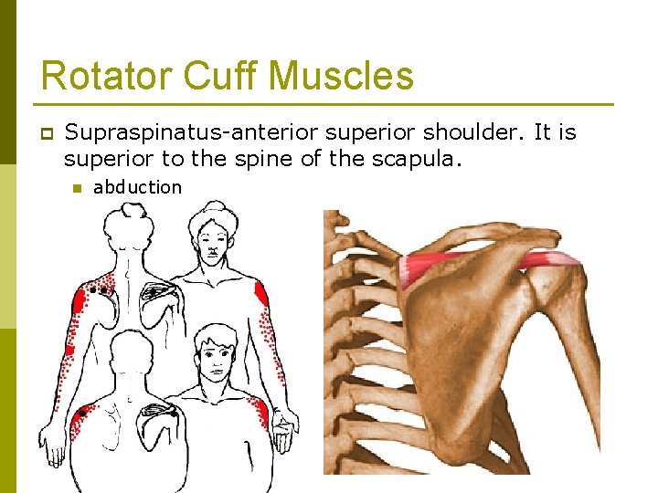 Rotator Cuff Muscles p Supraspinatus-anterior superior shoulder. It is superior to the spine of