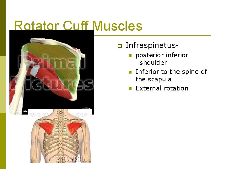 Rotator Cuff Muscles p Infraspinatusn n n posterior inferior shoulder Inferior to the spine