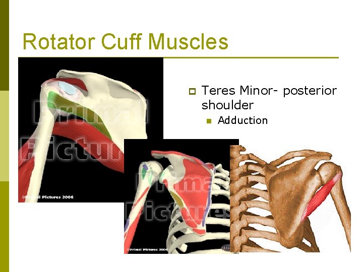 Rotator Cuff Muscles p Teres Minor- posterior shoulder n Adduction 