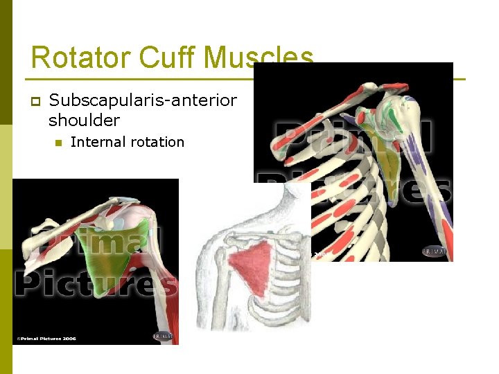 Rotator Cuff Muscles p Subscapularis-anterior shoulder n Internal rotation 